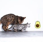 Load image into Gallery viewer, Natural Avocado Catnip Toy | Cat Snack Ball Rotatable Teeth Cleaning Bite-Resistant
