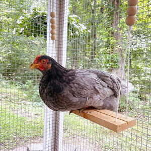 Chicken Swing Toy for Coop | Handmade Natural Safe Wood